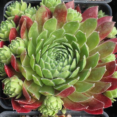 1313 Best Images About Hens And Chickens Succulents On