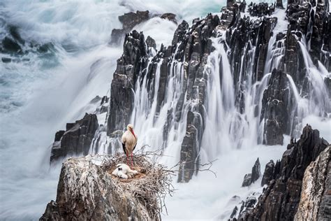 A Stork In Portugal National Geographic Your Shot Photo Of The Day