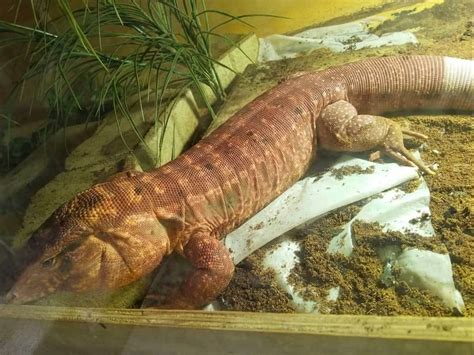 If Youre Looking For A New Pet Red Tegu For Sale You Have Come To The