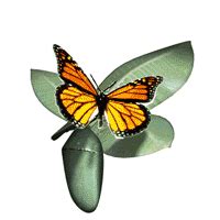 Background bunga png images vector and psd files free download. 8 Gambar Animasi Kupu-kupu Bergerak - Gambar Animasi GIF ...