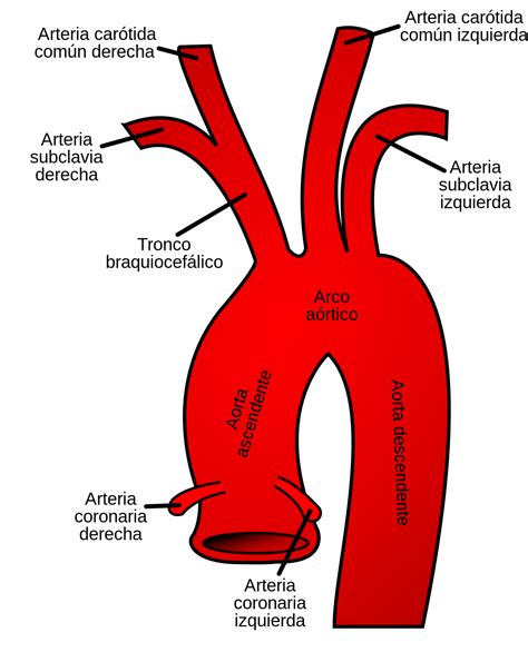 Arteria Carótida Común Wikipedia La Enciclopedia Libre