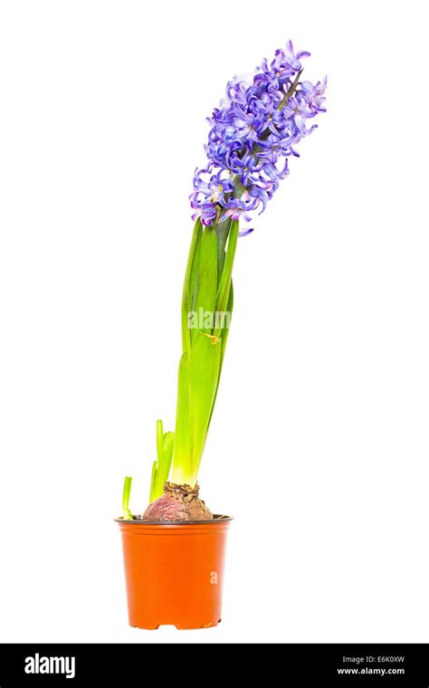Hyacinth In Flower Pot Stock Photo Alamy