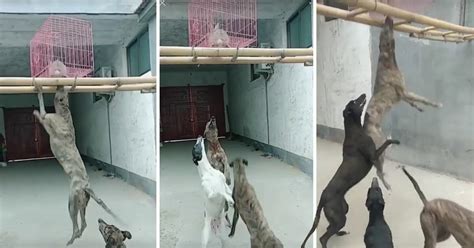 Dogs Made To Fight To The Death Over Live Rabbit Food In Slaughterhouse