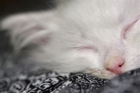 White Kitten Sleeps On His Knees Color Stock Image Image Of Embracing