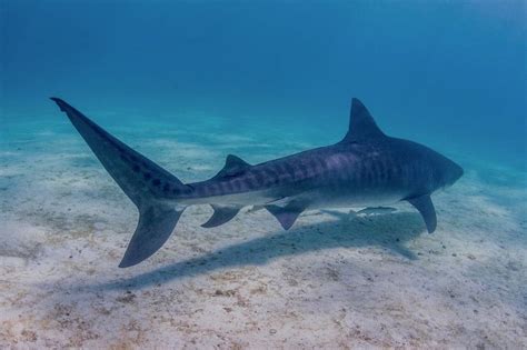 Tierärzte finden menschenarme in hai. Schnorcheln mit Mantas -Tigerhai oder Tiger Shark im ...