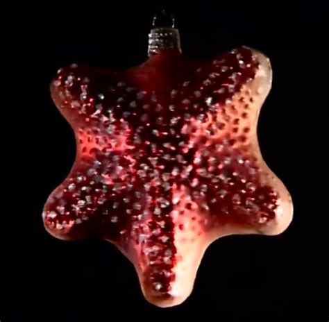 Starfish Ornament The True Baby Einstein Wiki Fandom