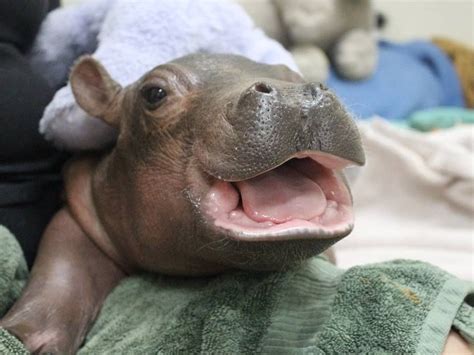 Fiona The Baby Hippo At The Cincinnati Zoo Ifttt2k0k6jg