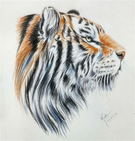 Tiger Colour Pencil Art