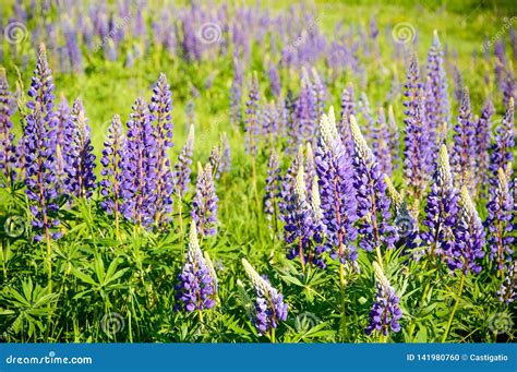 A Mountain Meadow Full Of Purple Flowers Lupine Stock Photo Image Of