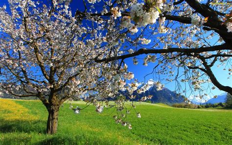Tapety Zdjęcia Wiosna Kwitnące Łąka Drzewa Góry Owocowe