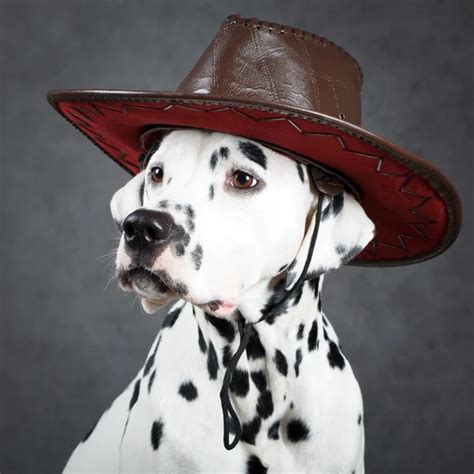Weimaraner Dog Wearing A Cowboy Hat Stock Photo By ©okiepony 5566283