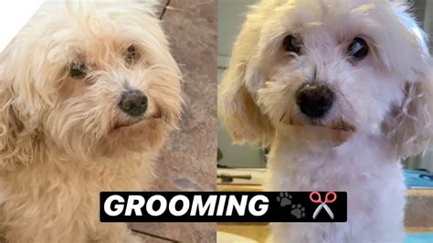 Grooming My Dog Complete Doggy Makeover Youtube