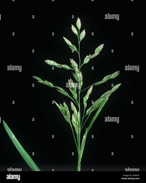 Annual Meadow Grass Poa Annua Unopened Flower Spike Stock Photo Alamy