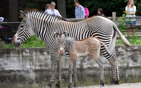 Chicago Zoological Society Grevys Zebra Born At Brookfield Zoo