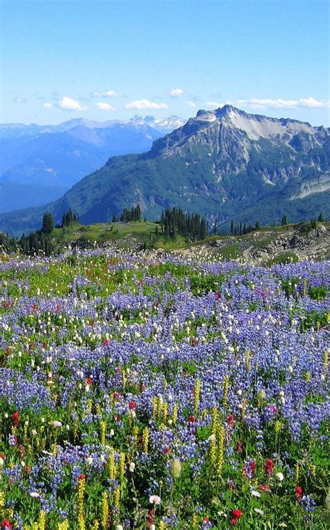 Wild Flowers In The Swiss Alps Beautiful Nature Beautiful Places