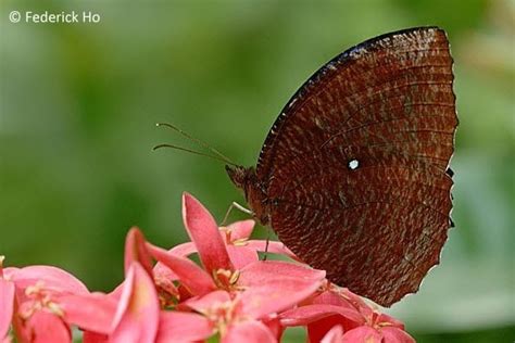 Butterflies Of Singapore Life History Of The Common Palmfly