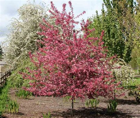 Thick branches are unyielding to string winds, unlike many. Malus 'Royal Raindrops' (Crabapple)