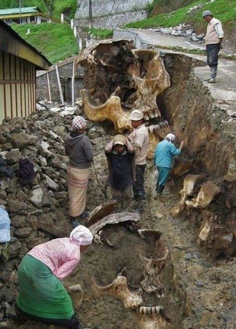 Ossements Dhommes Géants Nephilim Giants Giant Skeleton Nephilim