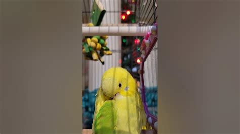 Budgie Sleeping Youtube