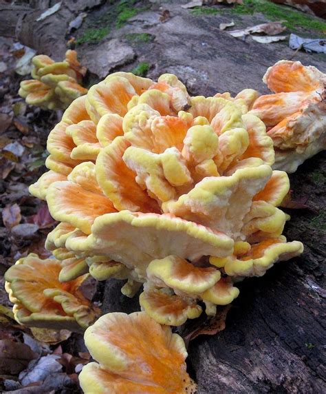 41 Best Maine Mushrooms Images On Pinterest Fungi