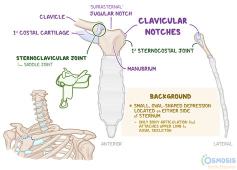 Clavicular Notch What Is It Location Purpose And More Osmosis