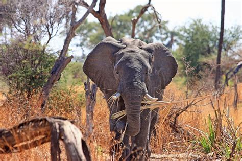 African bush elephant | Know Your Critter