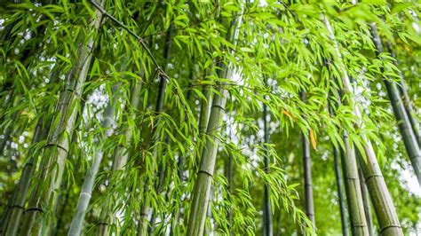 Bamboo (countable and uncountable, plural bamboos). Pennsylvania city's measure to ban bamboo moving forward ...