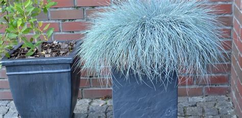 8 Must Have Evergreen Grasses For Containers And Pots Uk