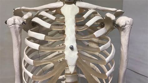 Ccc Online Biology Lab Articulated Skeleton Model Unlabeled Youtube