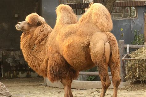 Lista De Espécies De Camelo E Tipos Existentes No Mundo Mundo Ecologia