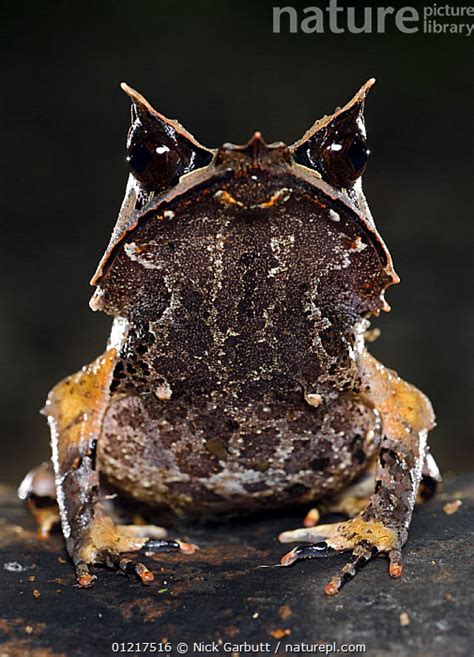 Stock Photo Of Bornean Horned Frog Megophrys Nasuta On Forest Floor