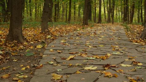 Yellow Dry Fall Leaves Walkway Path In Forest Pathway In Autumn Maple