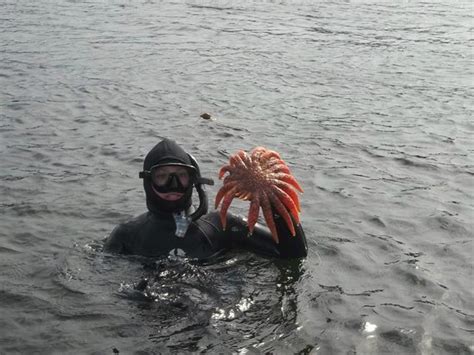 Jellyfish Safe Picture Of Snorkel Alaska Ketchikan