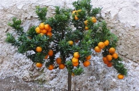How To Espalier Citrus Trees