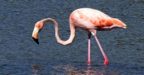 Flamingo on the runway: EasyJet passengers get unusual airport welcome in Mallorca - WSTale.com