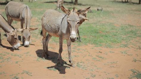 Two Donkeys Grazing On A Field In Africa In Sunny Summer Day Eating