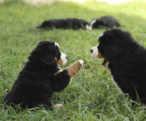 182 likes · 1 talking about this. Puppies | Bernese Mountain Dog Club of Victoria Inc.