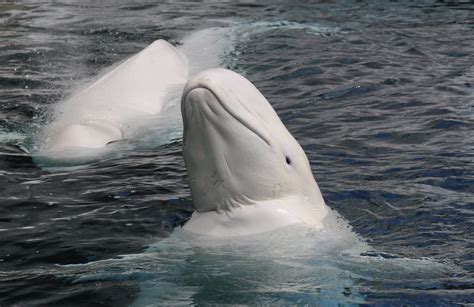 Beluga Whale Species Facts Info And More Wwfca
