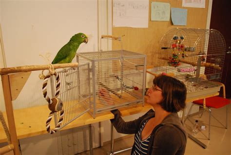 Barbaras Force Free Animal Training Talk Parrot Training Mistakesand