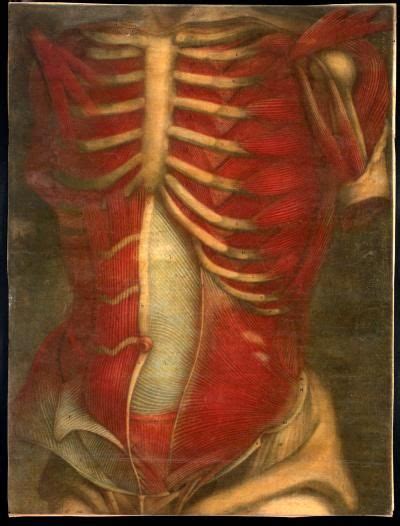 Strengthening the intercostal muscles, allowing you to have better control over your ribcage and thus once again. Muscles of the thorax and abdomen. | Rib cage, Anatomy, Art
