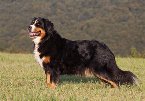Bernese Mountain Dog Breeds