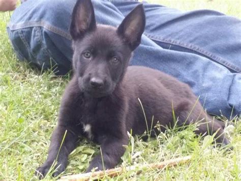Black German Shepherd Puppyavailable Now For Sale In Quamba
