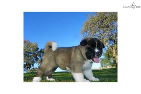 Meet Female A Cute Akita Puppy For Sale For 1400 Royalty Akitas Candy