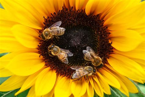 Do Bees Like Sunflowers