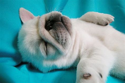 Animals wallpapers hd sort wallpapers by: Unique & Cute Animals - Wonderful