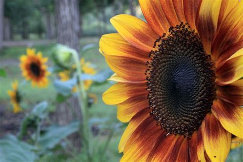 Yellow Sunflower Free Image Peakpx