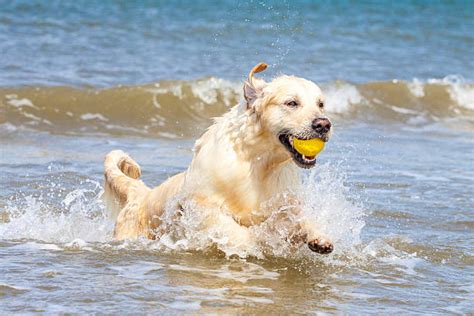 Golden Retriever Dog Jumping After Frisbee Stock Photos Pictures