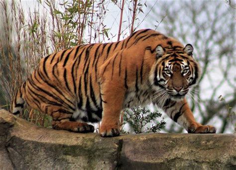 Sumatran Tiger At Chester Zoo Chester Zoo Sumatran Tiger Zoo