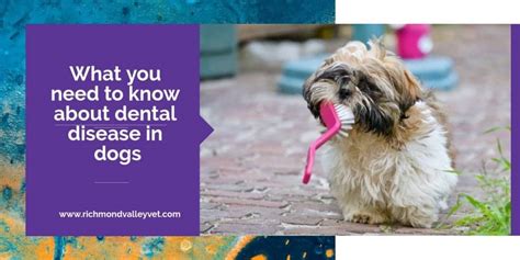 What You Need To Know About Dental Disease In Dogs Richmond Valley