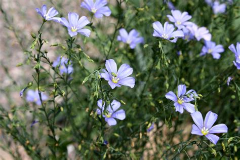 Blue Flax Flower Food Ideas